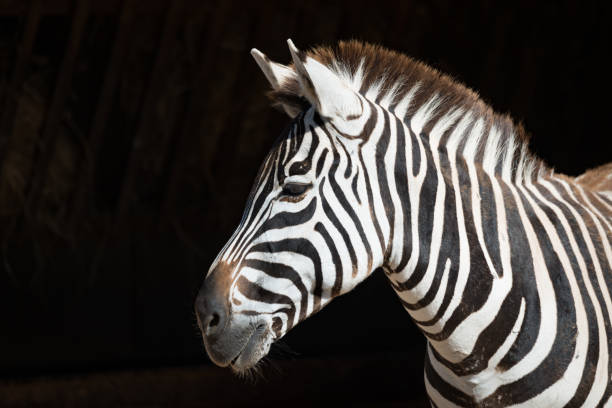 istock Close-up of Grevy zebra with head turned 816151920
