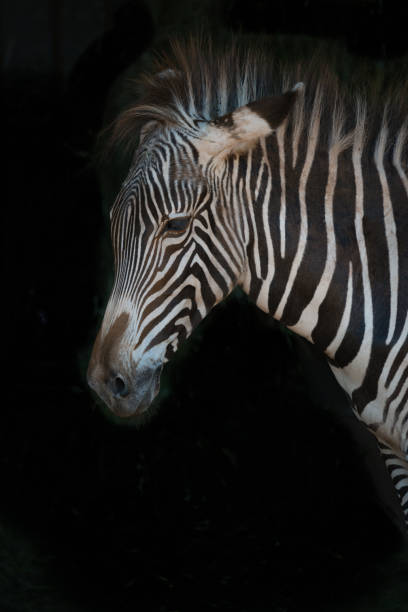 istock Close-up of Grevy zebra with messy mane 816152032