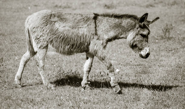istock A donkey grazes pasture in a field with grass 816152038