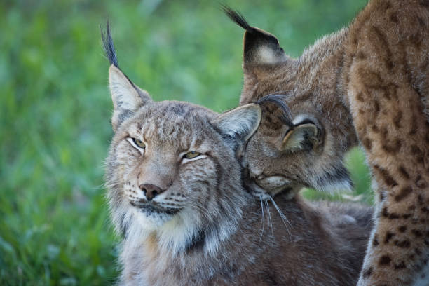 istock Close-up of lynx nibbling another in shadows 816152520