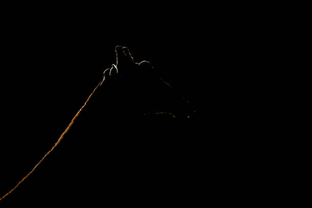 istock Close-up of silhouetted giraffe head and neck 816159694