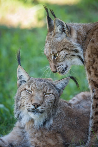 istock Close-up of two lynx in shady grass 816161938