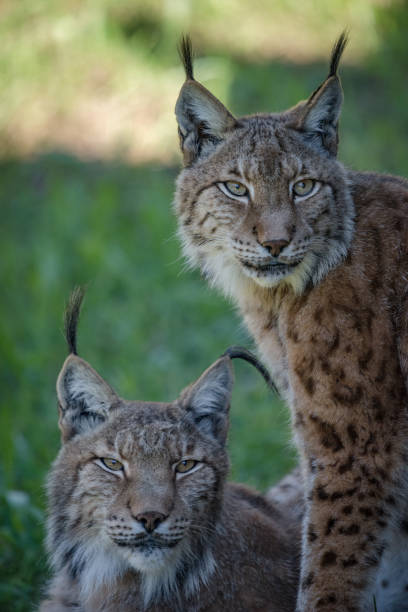istock Close-up of two lynx on shady grass 816162024