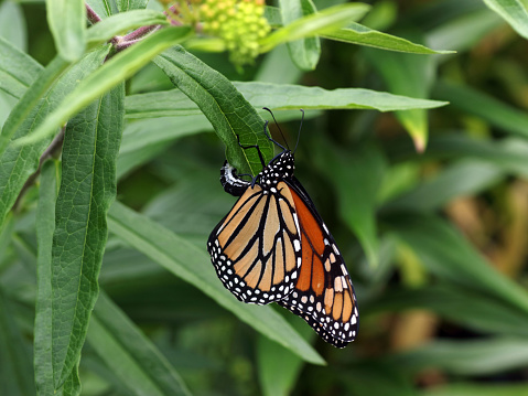 Female monarch butterfly laying eggs on milkweed plant