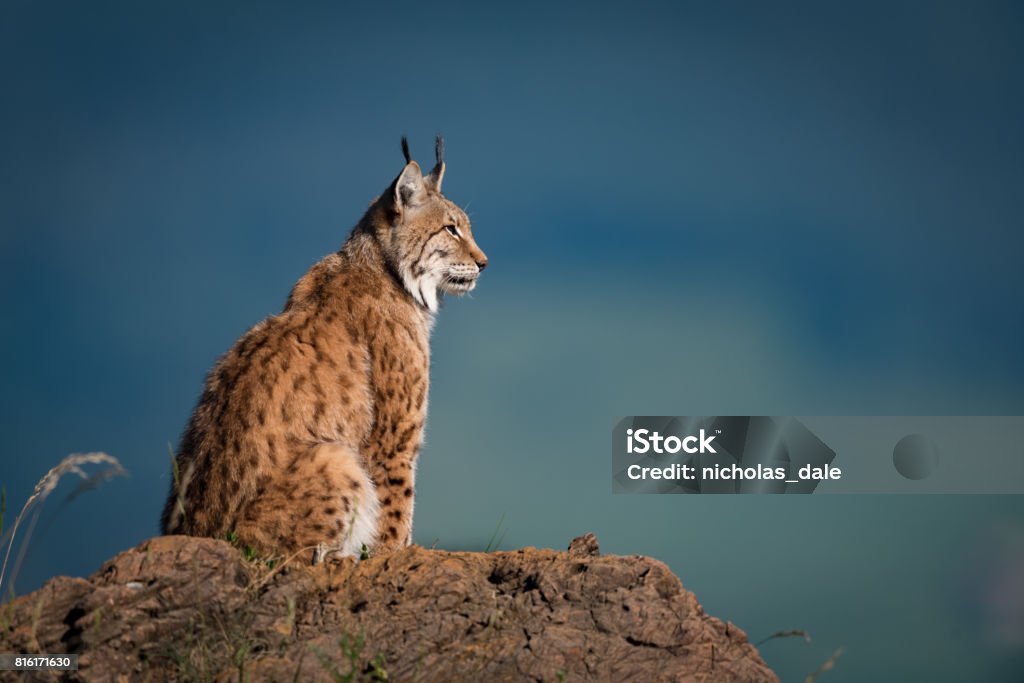 Lynx dans le profil sur la roche en levant - Photo de Lynx libre de droits