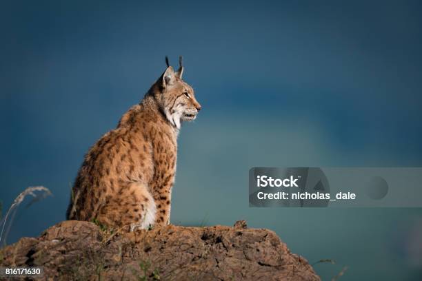 Photo libre de droit de Lynx Dans Le Profil Sur La Roche En Levant banque d'images et plus d'images libres de droit de Lynx - Lynx, Lynx du Canada, Roc