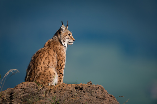 Lynx in profile on rock looking up