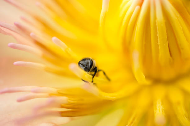 istock Bees are sucking nectar from lotus pollen. 816185322