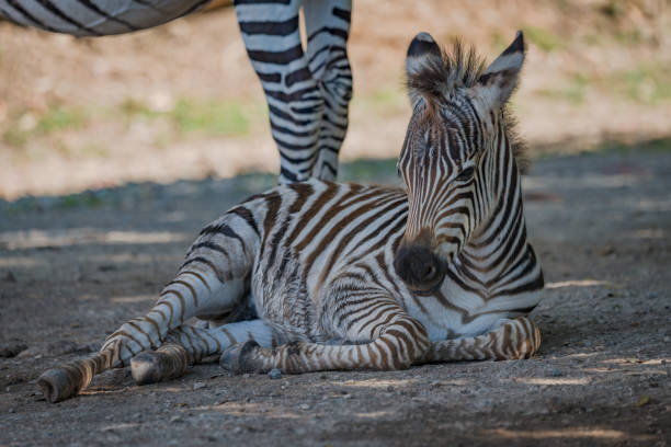 istock Baby Grevy zebra lying next to mother 816185670