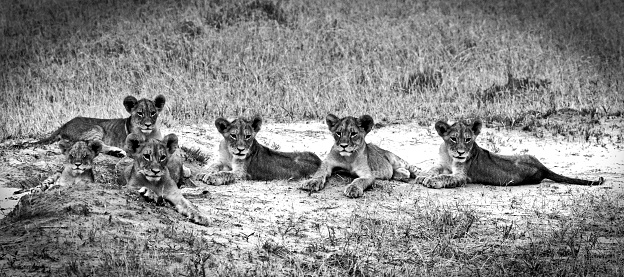 Baby Lion Cubs laying on the dry plains in Hwange National Park,  These are the offspring of Cecil the lion who was tragically killed by hunters
