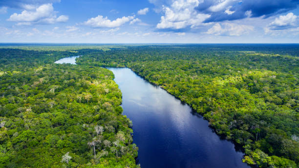 fleuve amazone au brésil - ecological reserve photos et images de collection