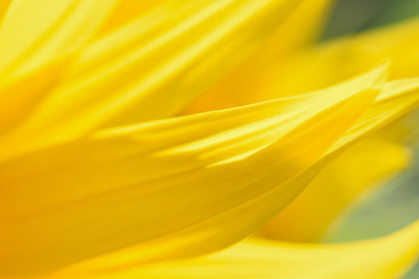 istock Macro texture of Sunflower petals in horizontal frame 816194536