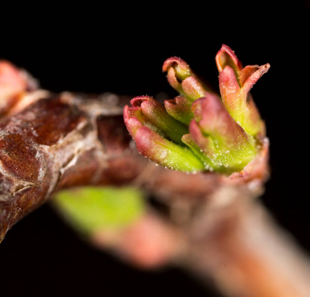 istock Bud on a branch of a plant 816194888