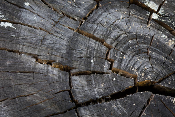 검은 나무의 기록 배경 세 연간 링의 균열 손상 - driftwood pattern wood grain circle 뉴스 사진 이미지