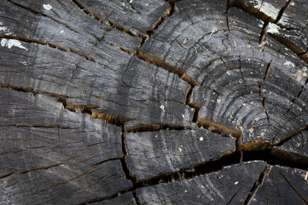 tekstura czarnego drewna kłód tła z uszkodzeniem pęknięć starzejących się pierścieni rocznych - driftwood pattern wood grain circle zdjęcia i obrazy z banku zdjęć