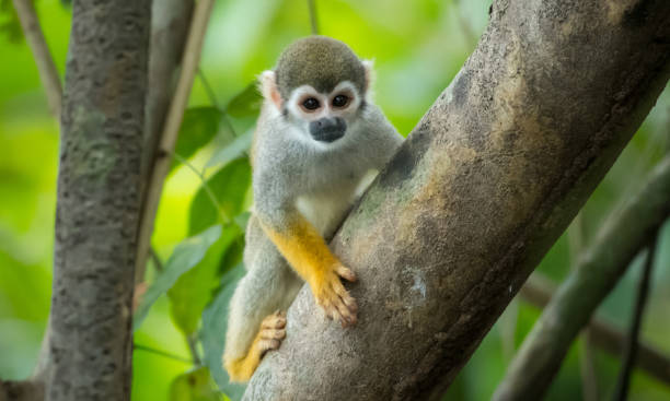 macacos-esquilo - saimiri sciureus - fotografias e filmes do acervo