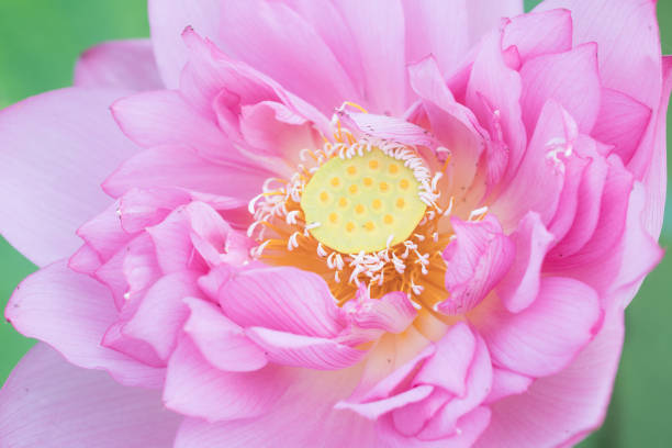 different species of water lily flower blooming in summer