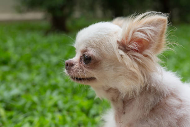 istock white chihuahua small cute dog, pet wound on neck 816201480