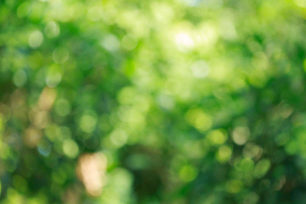 istock beautiful green bokeh light in summer nature, abstract blur image background 816204224
