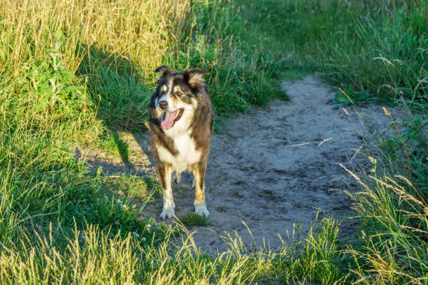 Border collie running in countryside