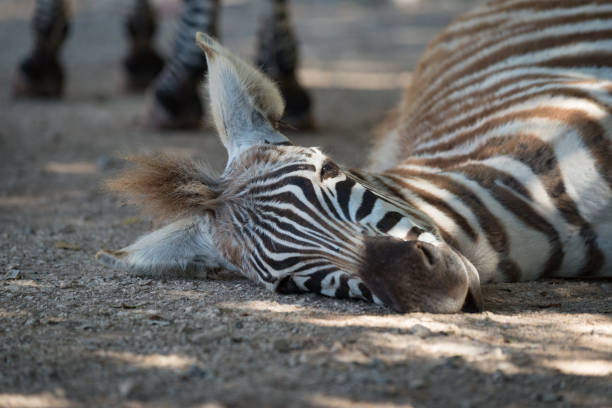 istock Close-up of Grevy zebra foal on ground 816215488