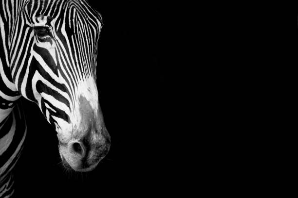 istock Close-up of Grevy zebra head  in mono 816215532