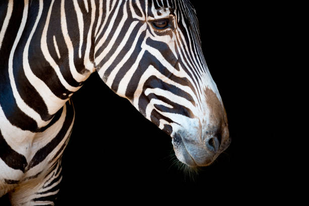 istock Close-up of Grevy zebra head and neck 816215638