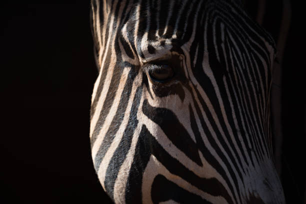 istock Close-up of Grevy zebra head catching sunlight 816217862
