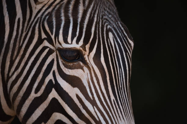 istock Close-up of Grevy zebra head from side 816217912