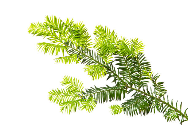 istock Young twig of yew on a white background.Spring. 816218090