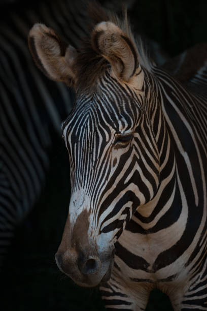 istock Close-up of Grevy zebra head looking down 816218480