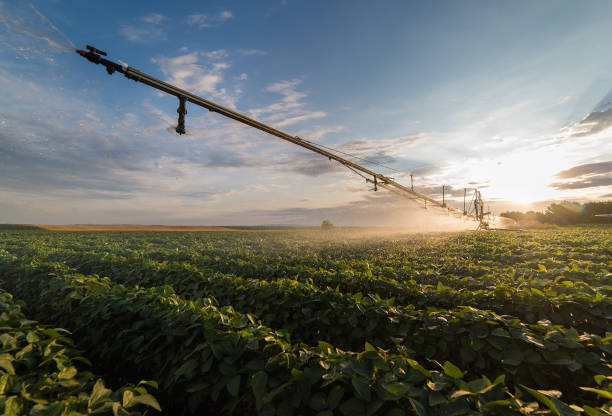 istock Irrigation system watering a crop of soy beans at field 816218506