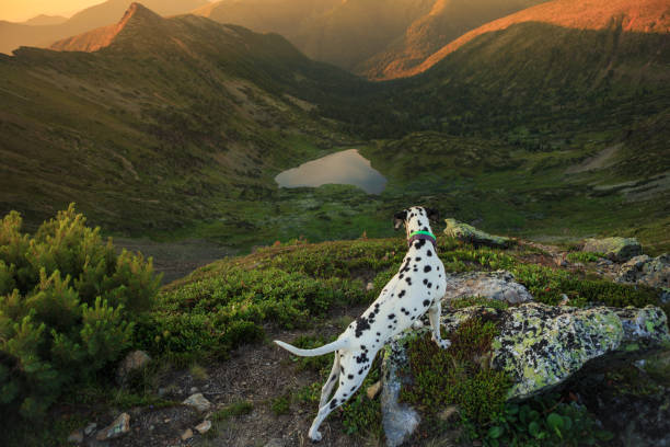 Dalmatian dog sitting on a rock by a mountain lake
