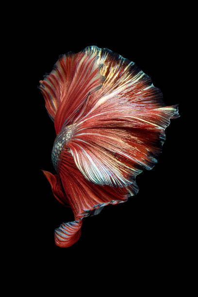 Betta Fishsiamese Fighting Fish Isolated On Black Background Stock Photo -  Download Image Now - iStock