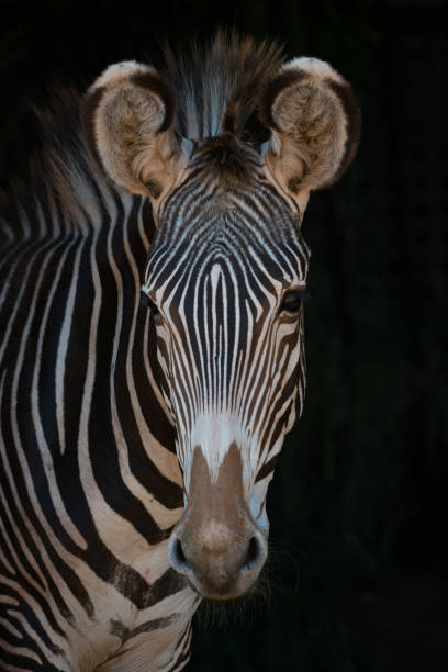 istock Close-up of Grevy zebra looking at camera 816223348