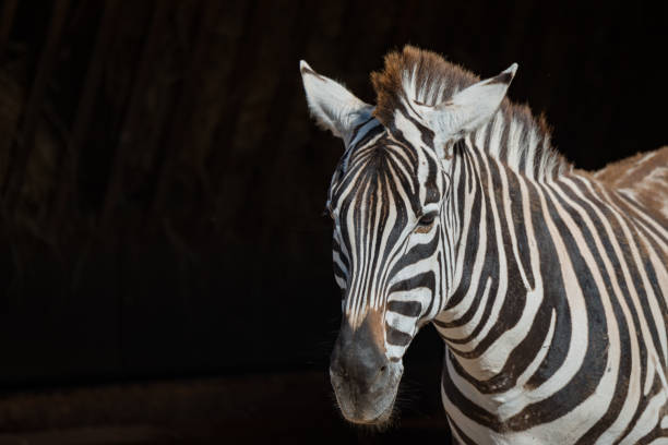 istock Close-up of Grevy zebra looking towards camera 816223358