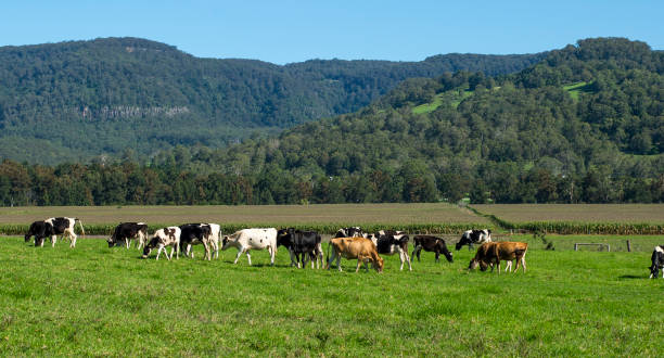 istock Cow Farm in countryside Sydney 816225730