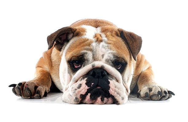 english bulldog - dog sadness large isolated imagens e fotografias de stock