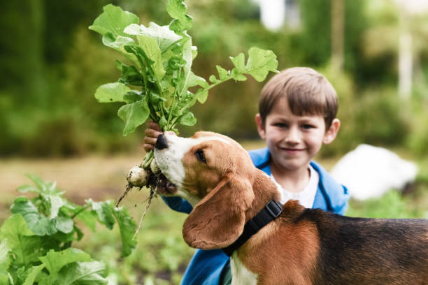 istock Little gardener and his dog 816226314
