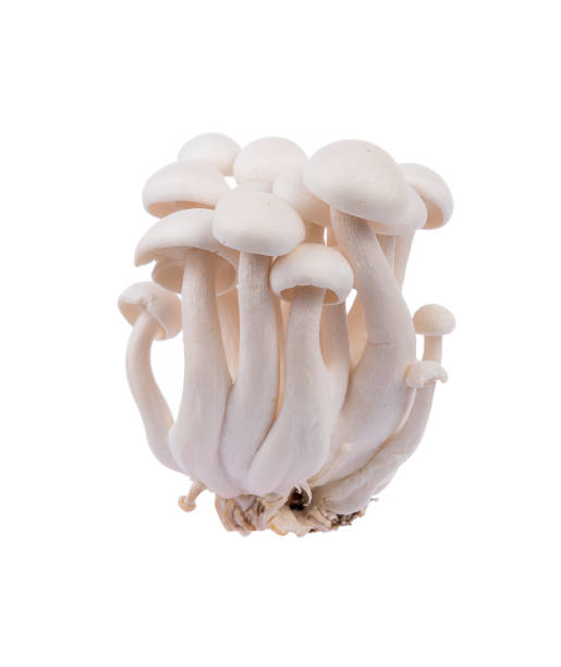 istock white shimeji mushrooms isolated on white background 816226340