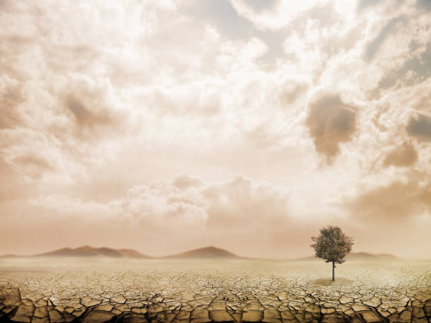 istock Lonely green tree in the desert 816233852
