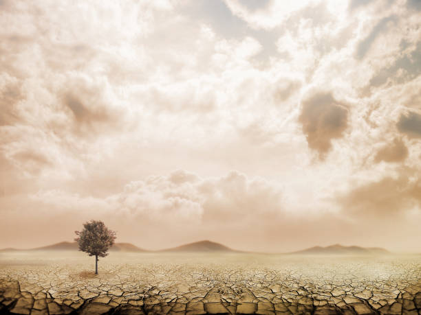 istock Lonely green tree in the desert 816233854