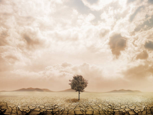 istock Lonely green tree in the desert 816233858