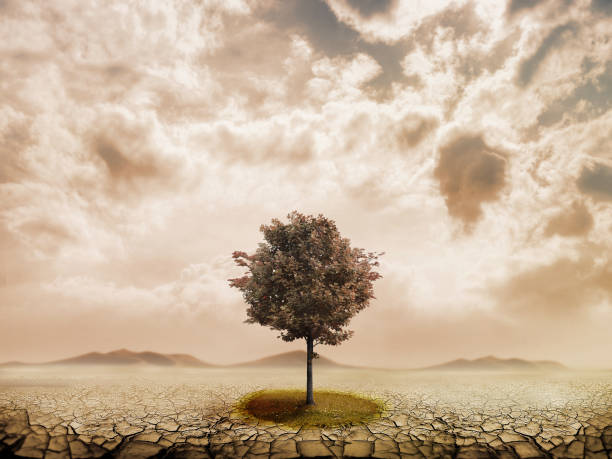 istock Lonely green tree in the desert 816233868