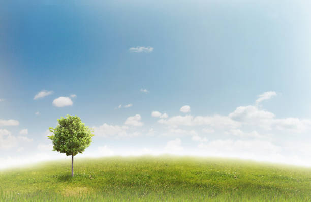 istock Panorama of green field 816236236