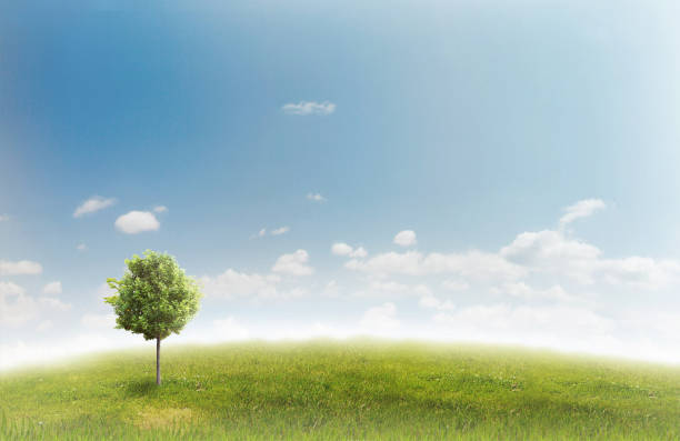istock Panorama of green field 816236264