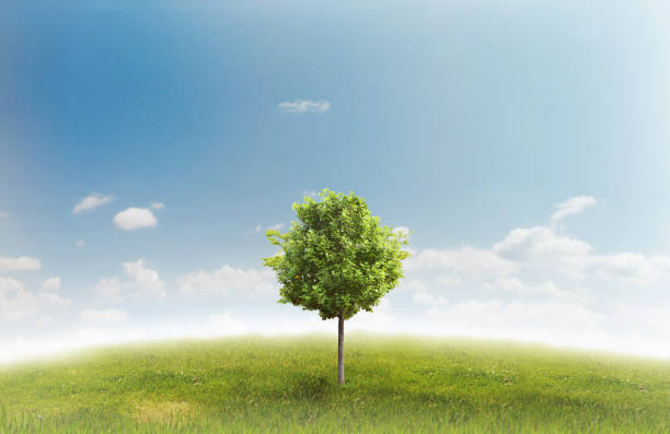 istock Panorama of green field 816236296