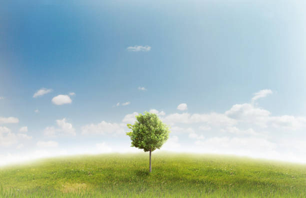 istock Panorama of green field 816236316