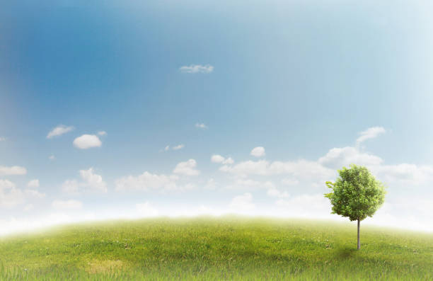 istock Panorama of green field 816236358