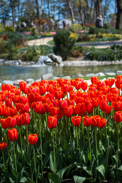 istock Tulip Flowers Blooming by the water 816236418